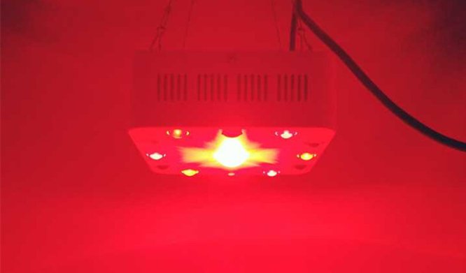 Can red light therapy help your immune function? - Home Light Therapy