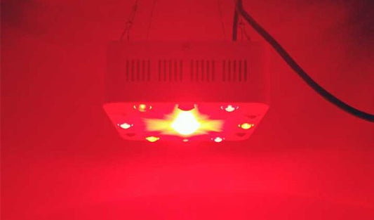 Can red light therapy help your immune function? - Home Light Therapy