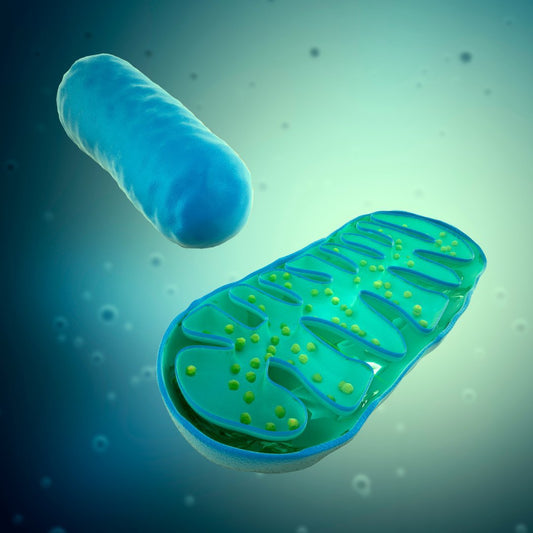 Quantum Biology and Mitochondrial Health: The Synergy of Grounding and Light Therapy - Home Light Therapy