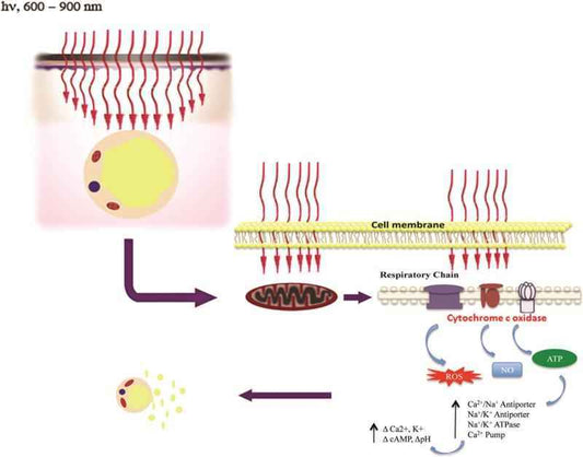 Red light and fatloss - is this your secret weapon? - Home Light Therapy