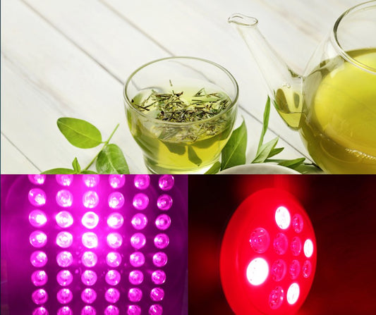 Red Light Therapy and Green Tea - A powerful combination? - Home Light Therapy