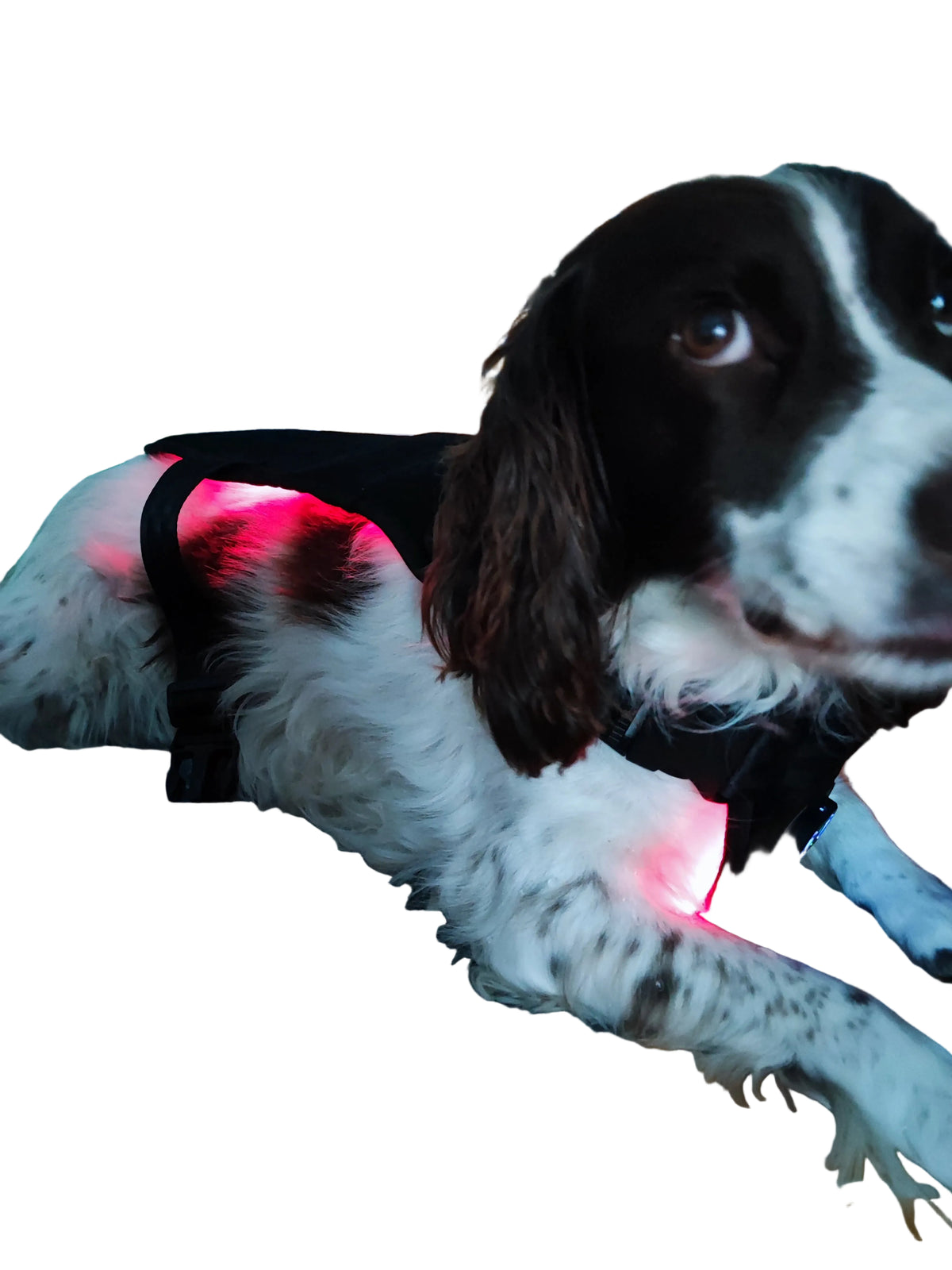 PawWave Duo: Red Light Therapy Pads for Dogs (Back and Chest)
