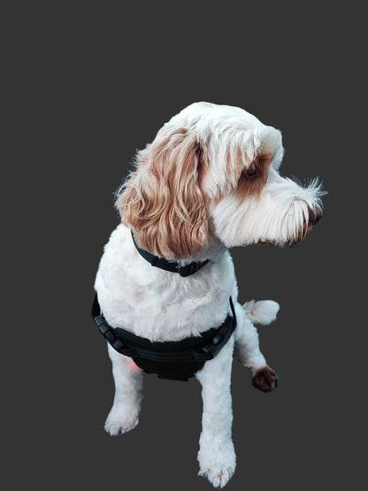 PawWave Duo: Red Light Therapy Pads for Dogs (Back and Chest)